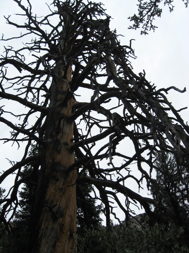Ponderosa Pine